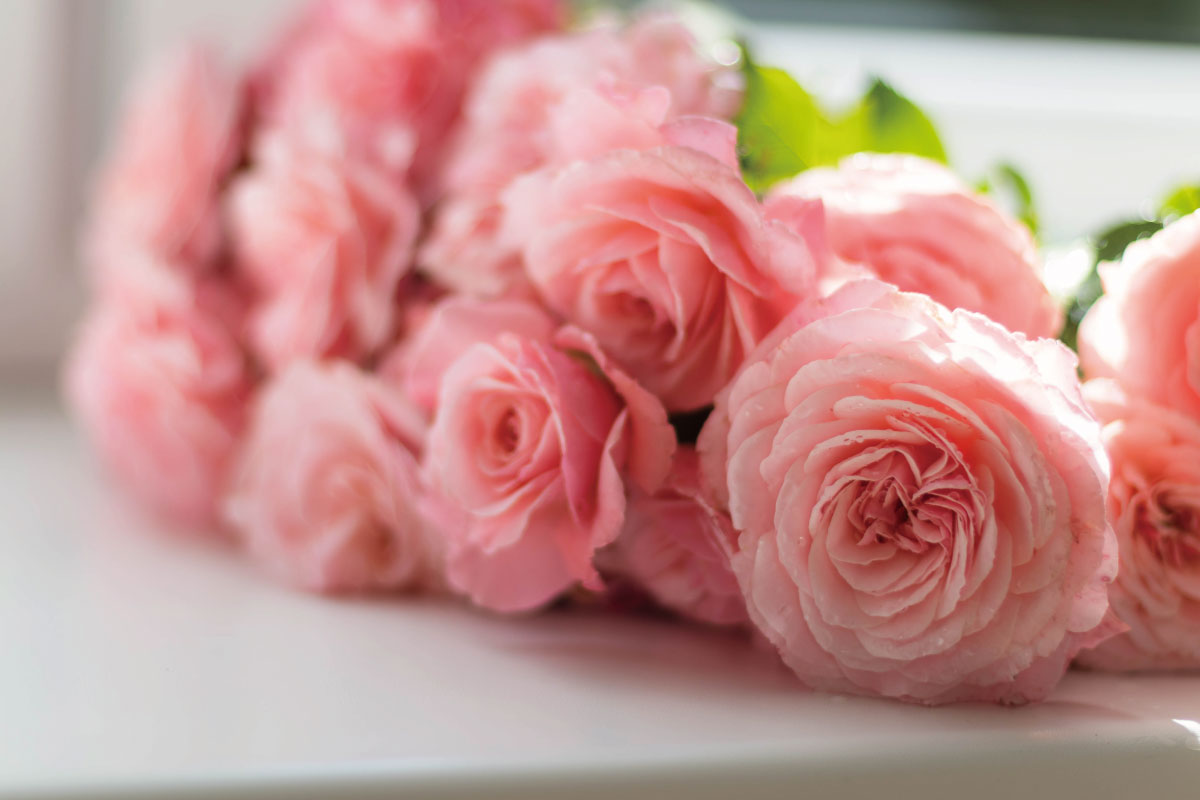 大馬士革玫瑰的奇幻魅力:綻放花海中的極致優雅