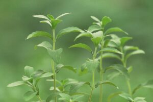 認識天然代糖：甜菊苷，甜菊甘的味道與營養價值